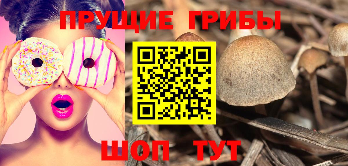 Красногорск  Псилоцибиновые грибы MAGIC MUSHROOMS  Галлюциногенные грибы Psilocybine cubensis  Вход с VPN 