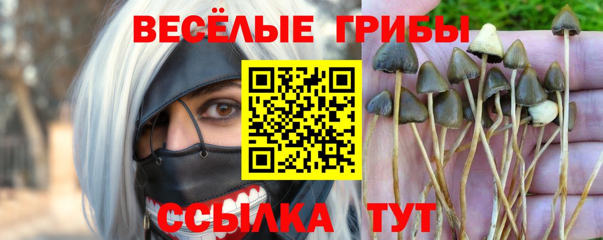 Галлюциногенные грибы Cubensis Красногорск